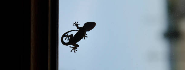 istock Silhouette that can be used as logo 641192884