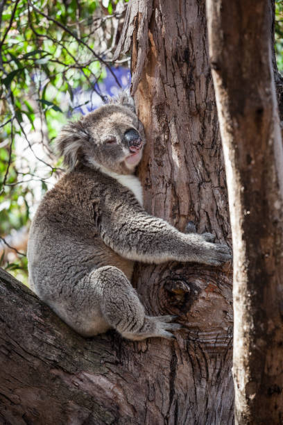 istock Portrait of Koala hugging a tree 641193448