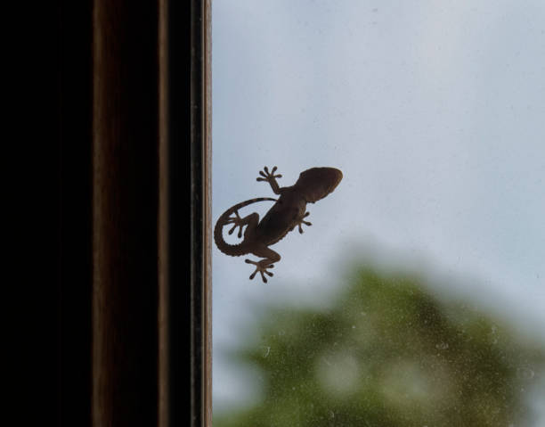 istock Silhouette of gecko 641193512