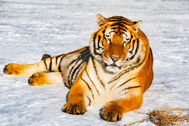istock Tiger on the road. 641193566