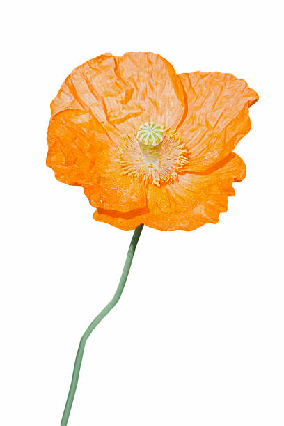 istock Iceland poppy flower 641193774