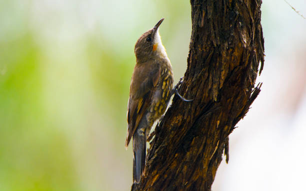istock Helix the white-throated treecreeper at Girraween 641195042
