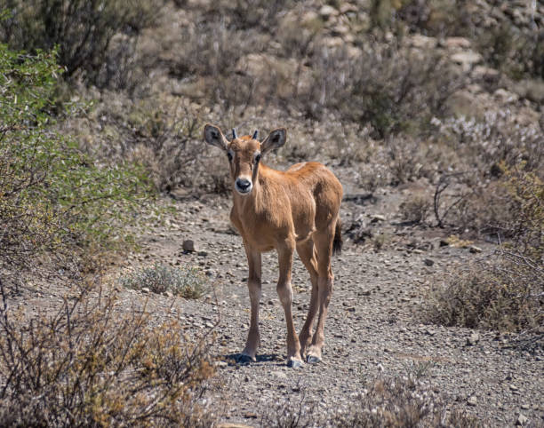 antílope gemsbok de bebé - gemsbok antelope mammal nature fotografías e imágenes de stock