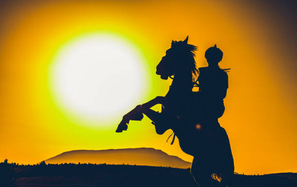 A turkish horse stock photo