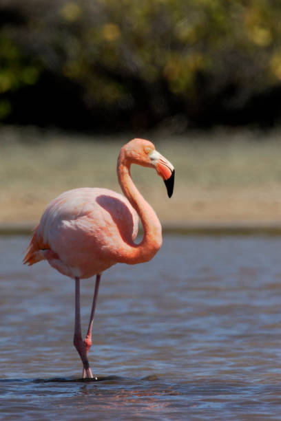 istock Galapagos Greater Flamingo (Phoenicopterus Ruber), Las Bachas, Galapagos Islands 641200254