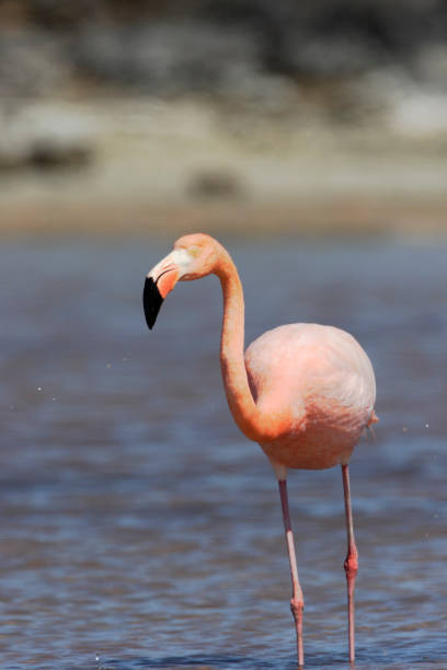 istock Galapagos Greater Flamingo (Phoenicopterus Ruber), Las Bachas, Galapagos Islands 641200360