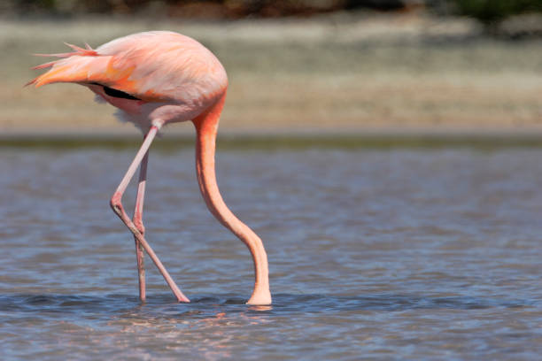 istock Galapagos Greater Flamingo (Phoenicopterus Ruber), Las Bachas, Galapagos Islands 641200408