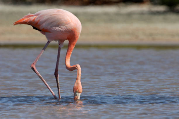 istock Galapagos Greater Flamingo (Phoenicopterus Ruber), Las Bachas, Galapagos Islands 641200430