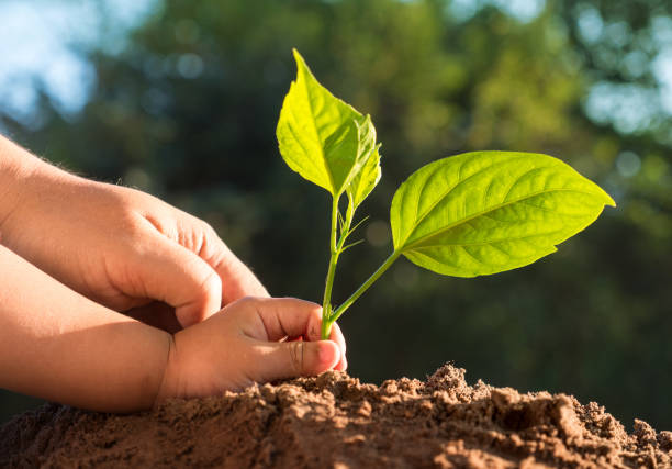 Kid and father hands planting young tree over green background stock photo
