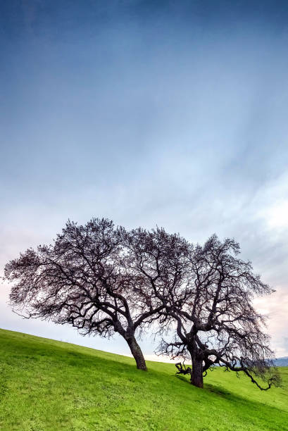 istock Barren dry tree on green hillside pasture. Useful as background. 641203642