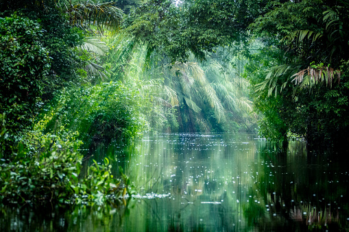 Tortuguero, Costa Rica. Rainforest with ray of light and vegetation, morning through the canals.