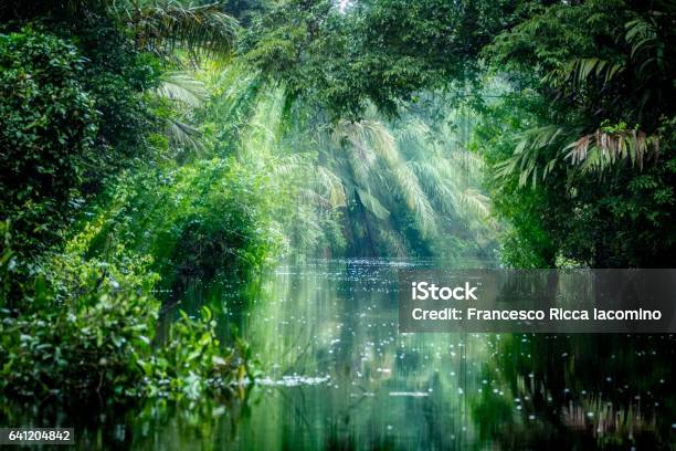 Tortuguero Costa Rica Rainforest Stock Photo - Download Image Now - Amazon Rainforest, Costa Rica, Tortuguero National Park