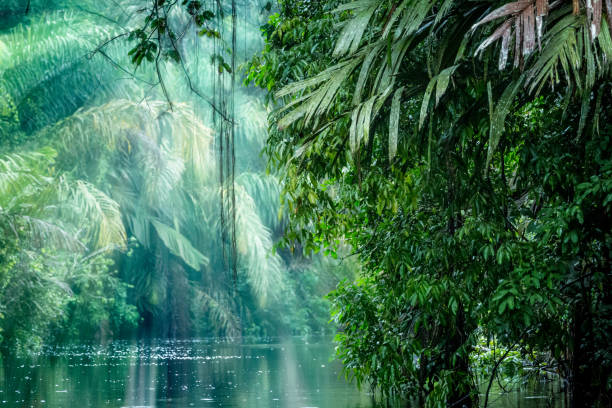 Tortuguero, Costa Rica. Rainforest with ray of light and vegetation, morning through the canals.