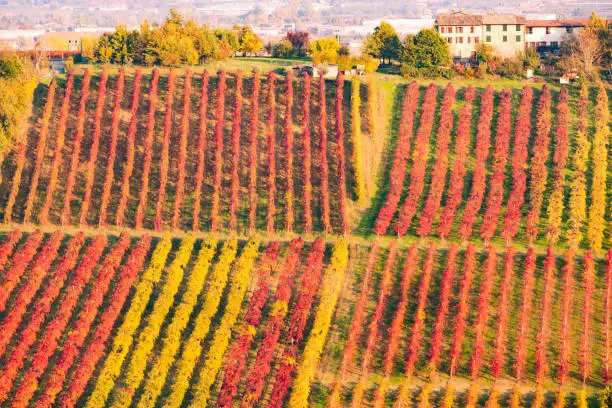 Castelvetro, Modena, Italy. Lambrusco Grasparossa Vineyards in autumn