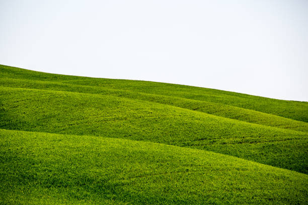 istock Tuscany, Italy. Green Landscape 641205052