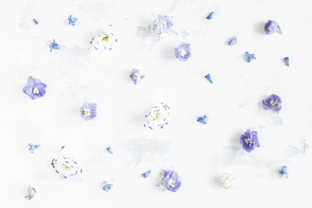 istock Pattern made of lilac flowers. Flat lay, top view 641205150