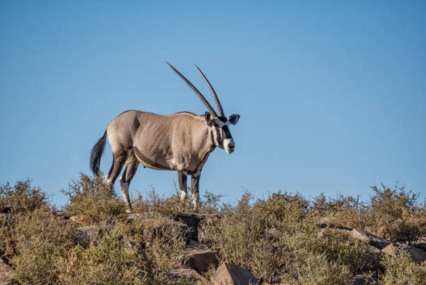 antílope gemsbok - gemsbok antelope mammal nature fotografías e imágenes de stock