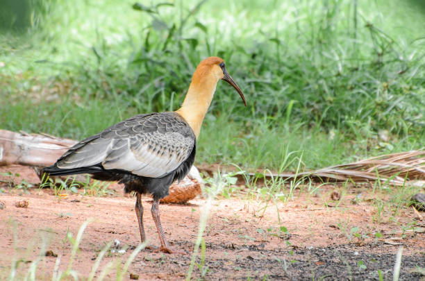 istock Curicaca bird walking on dirt floor and some grass 641207276