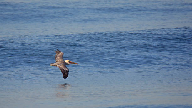 istock Brown pelican glides over a calm blue ocean 641208220