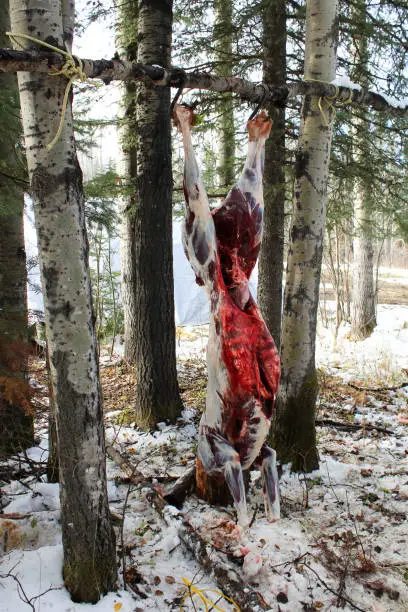 Fresh Deer Kill Hanging After Skinning