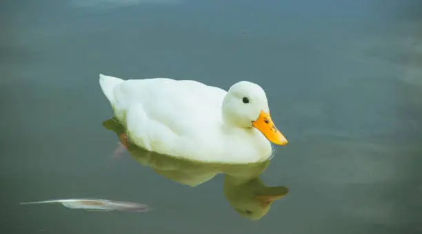 Duck in the water,reflection