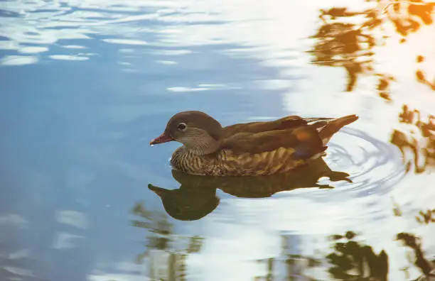 Duck in the water,reflection