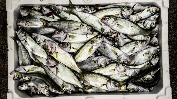 istock Cinekop / Sarikanat fish with ice in styrofoam box. 641211004