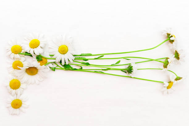 istock Bunch of chamomile on white background. Flat lay. 641211138
