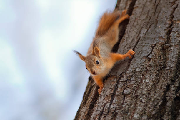 istock cute funny little squirrel fun crawling on a tree in the Park 641211402
