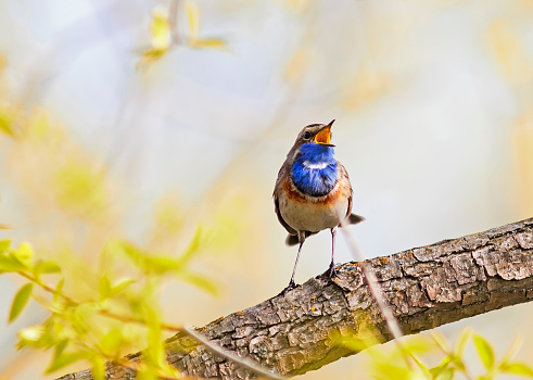 a blue bird sings on a branch on a Sunny spring day