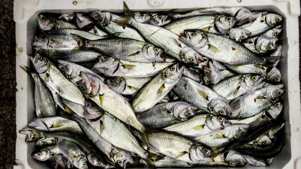 Cinekop / Sarikanat fish with ice in styrofoam box.