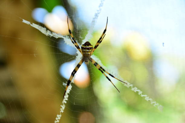 istock spider on web look creepy and scary on nature background 641211792