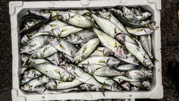 istock Cinekop / Sarikanat fish with ice in styrofoam box. 641211978