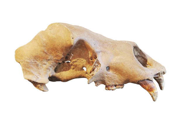 istock Skull of a cave brown bear 641213202