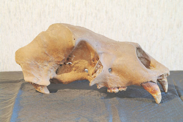 istock Skull of a cave brown bear 641213220