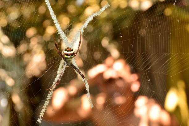 istock spider on web look creepy and scary on nature background 641213506