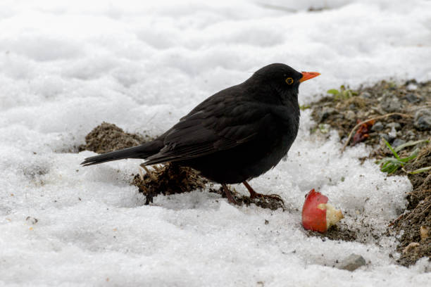 istock female blackbird on the snow in winter 641215076