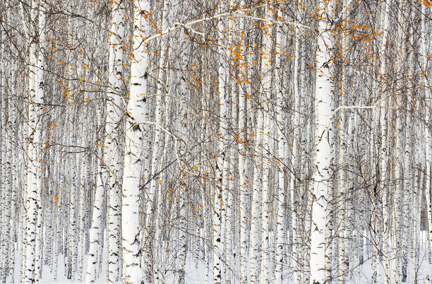 istock Russian winter landscape with birch trees 641215632