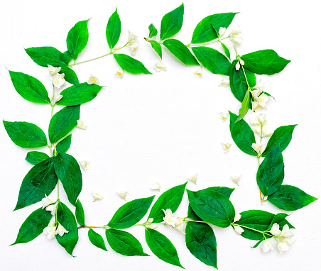 Wreath of jasmine flowers and leaves on the white background. Flat lay.