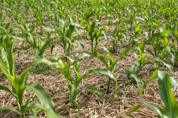 Young corn field Young corn field, Agriculture scene in countryside of Nan province, Thailand. university of missouri columbia stock pictures, royalty-free photos & images