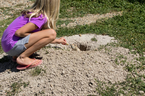A 8 year old girl is crouching down to feed a prairie dog coming out of his burrow or hole near the Badlands of South Dakota.