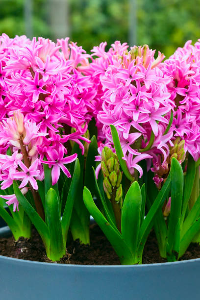 istock Pink flowers hyacinths in flower pot 641221498