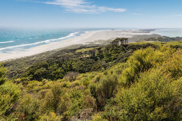 manuka bush w: farewell spit, golden bay, nowa zelandia - manuka zdjęcia i obrazy z banku zdjęć