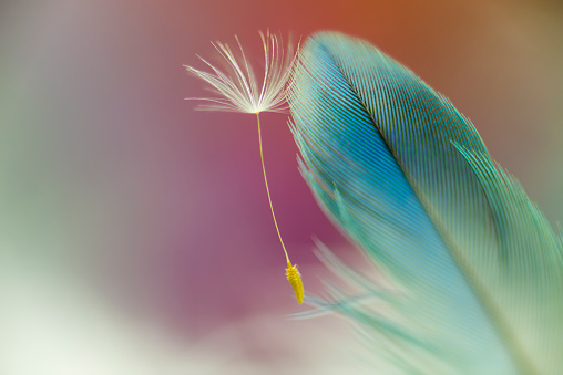 White and blue feather background.