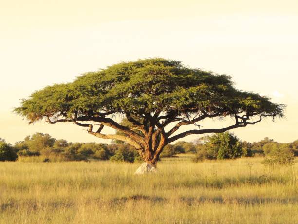 istock Acacia tree on the African savannah 641225850