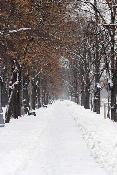 istock empty park alley in winter 641228360