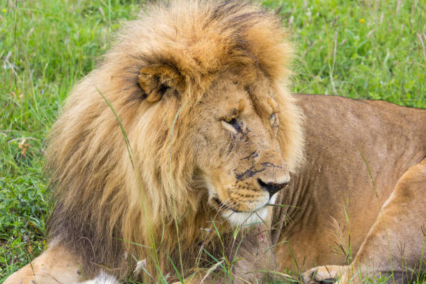 istock Lion in the Kenya 641229272