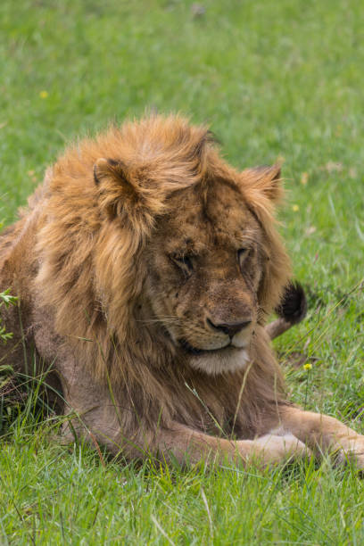 istock Lion in the Kenya 641229442
