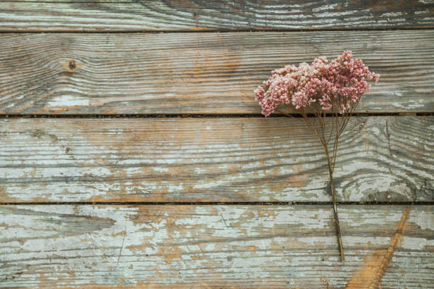 istock flower  on wooden background 641230802