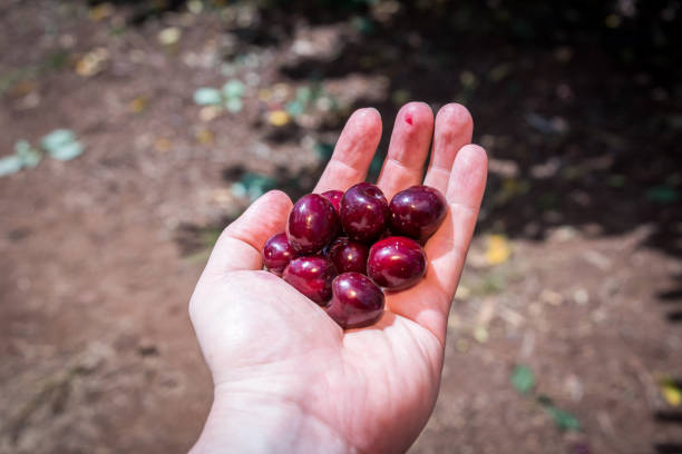 istock Picking cherries at Odem, Israel 641231932